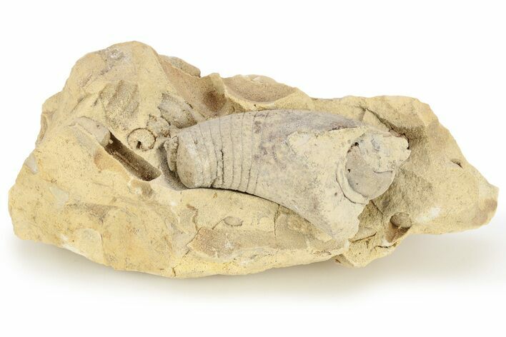 Ordovician, Oncoceratid (Cyrtorizoceras) Fossil - Wisconsin #221231